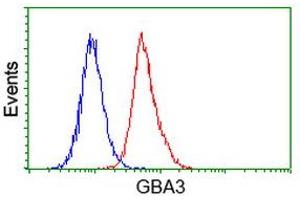 Flow Cytometry (FACS) image for anti-Glucosidase, Beta, Acid 3 (Cytosolic) (GBA3) (AA 1-150), (AA 370-469) antibody (ABIN1490583) (GBA3 antibody  (AA 1-150, AA 370-469))