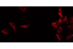 ABIN6275109 staining HuvEc by IF/ICC. (EXOG antibody  (Internal Region))