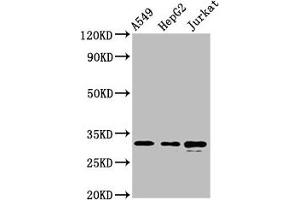 Western Blot Positive WB detected in: A549 whole cell lysate, HepG2 whole cell lysate, Jurkat whole cell lysate All lanes: RALY antibody at 5.