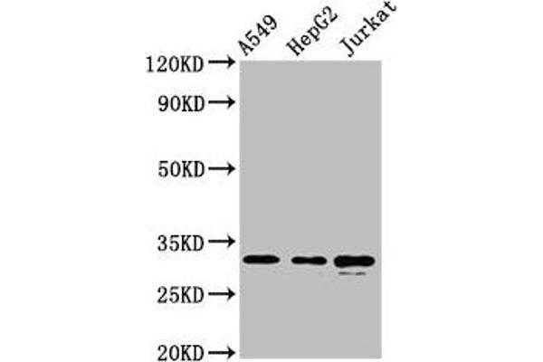 Raly anticorps  (AA 254-306)