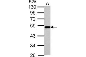 Western Blotting (WB) image for anti-Bleomycin Hydrolase (BLMH) (AA 60-268) antibody (ABIN1496928) (BLMH antibody  (AA 60-268))