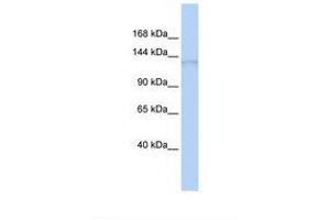 Image no. 1 for anti-DNA Repair Protein Complementing XP-G Cells (ERCC5) (AA 182-231) antibody (ABIN6738924) (ERCC5 antibody  (AA 182-231))