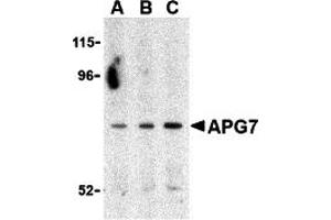 Western Blotting (WB) image for anti-ATG7 Autophagy Related 7 (ATG7) (C-Term) antibody (ABIN1030246) (ATG7 antibody  (C-Term))