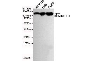 Western blot detection of KDM1/LSD1 in Hela,HC and COS7 cell lysates using KDM1/LSD1 mouse mAb (1:1000 diluted). (LSD1 antibody)