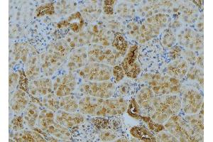 ABIN6272985 at 1/100 staining Mouse kidney tissue by IHC-P.