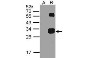 Figure 2. (Kallikrein 7 antibody  (N-Term))