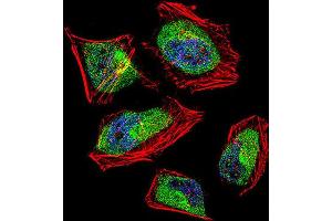 Immunofluorescence (IF) image for anti-CCR4-NOT Transcription Complex, Subunit 8 (CNOT8) antibody (ABIN3002662) (CNOT8 antibody)
