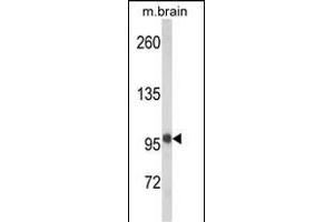 Western blot analysis of VPS53 Antibody (N-term) (ABIN652486 and ABIN2842328) in mouse brain tissue lysates (35 μg/lane). (VPS53 antibody  (N-Term))