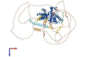 Cyclin T1 Protein (CCNT1) (AA 1-724) (His tag)