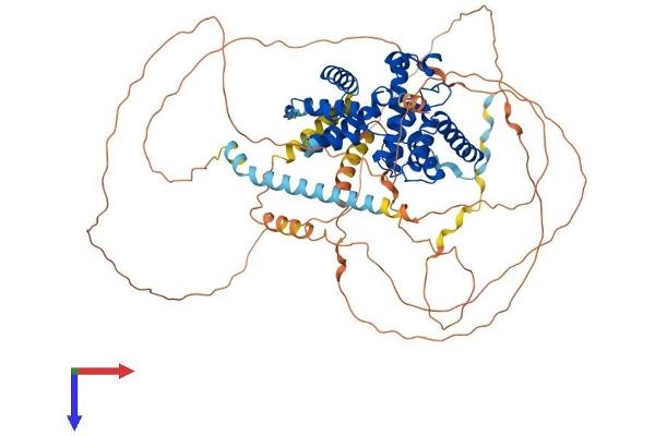 Cyclin T1 Protein (CCNT1) (AA 1-724) (His tag)