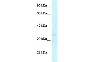 WB Suggested Anti-GOLPH3 Antibody Titration: 1. (GOLPH3 antibody  (Middle Region))