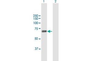 Western Blot analysis of MARS2 expression in transfected 293T cell line by MARS2 MaxPab polyclonal antibody. (MARS2 antibody  (AA 1-593))