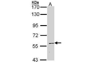 WB Image Sample (30 ug of whole cell lysate) A: Hep G2 , 7. (STAU1/Staufen antibody  (C-Term))