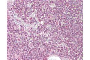Anti-PPP1R8 antibody IHC of human thymus. (PPP1R8 antibody  (AA 338-351))