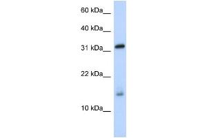 WB Suggested Anti-EIF1AX Antibody Titration:  0. (EIF1AX antibody  (Middle Region))