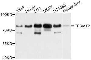 Western blot analysis of extracts of various cell lines, using FERMT2 antibody (ABIN5996206) at 1/1000 dilution. (FERMT2 antibody)