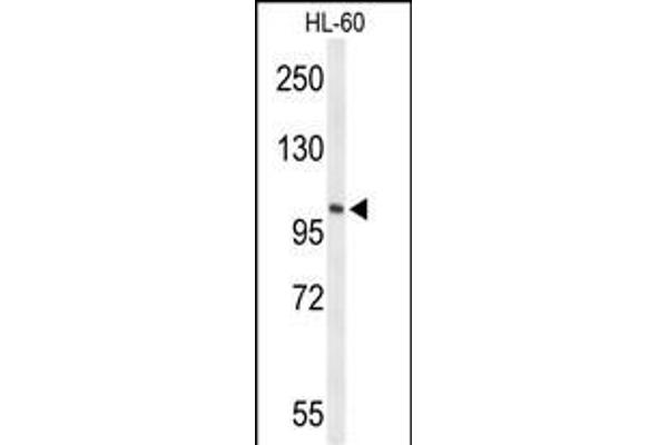 LIPE anticorps  (C-Term)