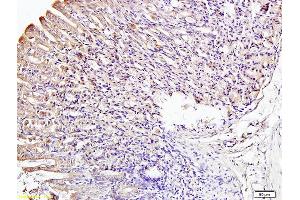 Formalin-fixed and paraffin embedded mouse stomach labeled with Anti-IRF3 Polyclonal Antibody, Unconjugated (ABIN682588) at 1:200 followed by conjugation to the secondary antibody and DAB staining (IRF3 antibody  (AA 51-150))