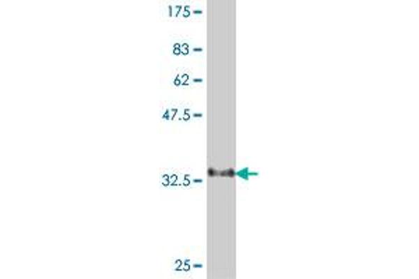 CILP antibody  (AA 129-226)