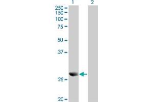 Western Blot analysis of PRDX4 expression in transfected 293T cell line by PRDX4 monoclonal antibody (M01), clone 2C12. (Peroxiredoxin 4 antibody  (AA 51-150))