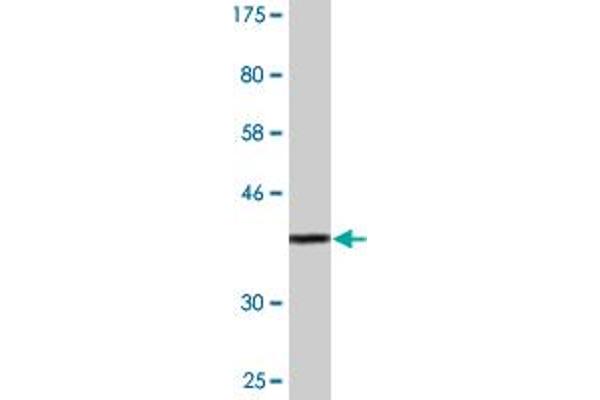 SPATA4 antibody  (AA 206-305)