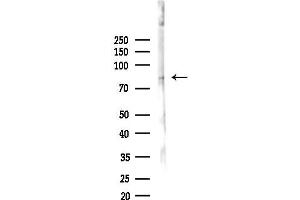 Western blot analysis of lysates from 293 cells(heat-shock 45 min treatment), using E4F1 Antibody at 1/1000 dilution.