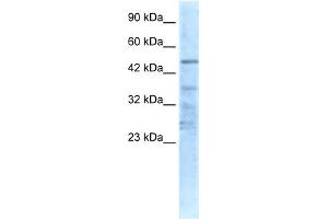 WB Suggested Anti-CHRNA1 Antibody Titration:  0. (CHRNA1 antibody  (N-Term))