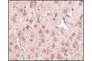 Immunohistochemistry of NIPSNAP3A in mouse brain tissue with this product at 2.