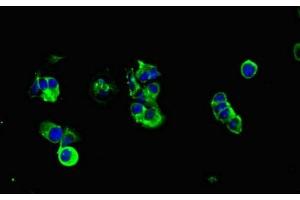 Immunofluorescence (IF) image for anti-Mucin 1 (MUC1) (AA 24-273) antibody (ABIN7160277)
