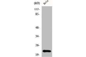 Western Blot analysis of HeLa cells using Claudin-1 Polyclonal Antibody (Claudin 1 antibody  (C-Term))