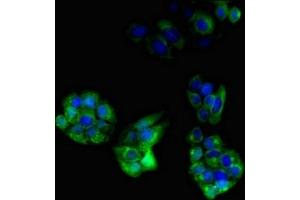 Immunofluorescent analysis of PC-3 cells using ABIN7162895 at dilution of 1:100 and Alexa Fluor 488-congugated AffiniPure Goat Anti-Rabbit IgG(H+L) (PLIN4 antibody  (AA 308-418))