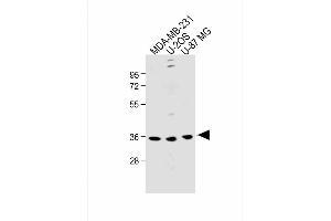 All lanes : Anti-OR6C3 Antibody (Center) at 1:1000 dilution Lane 1: MDA-MB-231 whole cell lysate Lane 2: U-2OS whole cell lysate Lane 3: U-87 MG whole cell lysate Lysates/proteins at 20 μg per lane. (OR6C3 antibody  (AA 203-238))