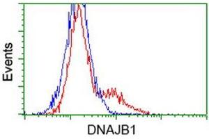 Image no. 2 for anti-DnaJ (Hsp40) Homolog, Subfamily B, Member 1 (DNAJB1) antibody (ABIN1498736) (DNAJB1 antibody)