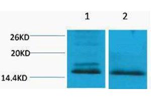 Western Blotting (WB) image for anti-Histone H4 (2meLys59) antibody (ABIN3178806) (Histone H4 antibody  (2meLys59))