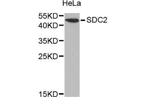 Western blot analysis of extracts of HeLa cells, using SDC2 antibody (ABIN1874709) at 1:1000 dilution. (Syndecan 2 antibody)