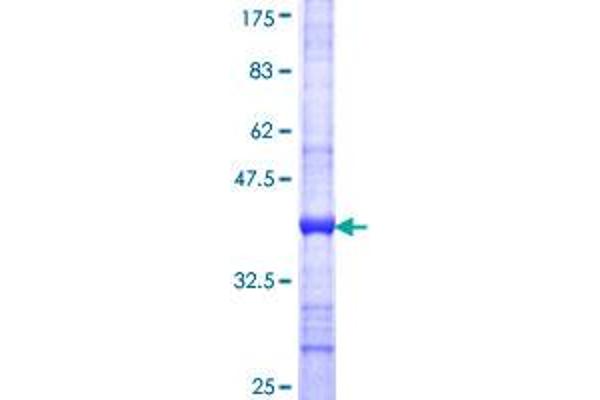 PDIK1L Protein (AA 1-99) (GST tag)