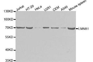 Western blot analysis of extracts of various cell lines, using LMNB1 antibody. (Lamin B1 antibody  (AA 397-586))