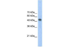 WB Suggested Anti-FECH Antibody Titration:  2. (FECH antibody  (N-Term))