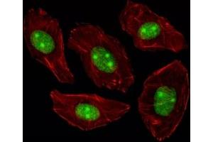 Immunofluorescence (IF) image for anti-Nucleophosmin (Nucleolar phosphoprotein B23, Numatrin) (NPM1) (AA 198-226) antibody (ABIN3032076)