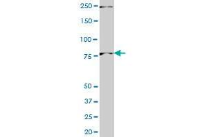 PNN monoclonal antibody (M01), clone 2B4 Western Blot analysis of PNN expression in PC-12 . (PNN antibody  (AA 201-300))