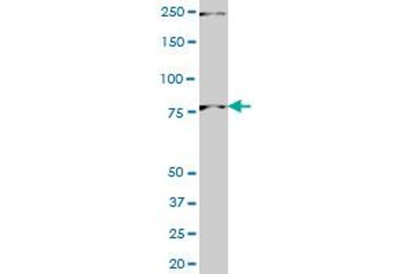 PNN antibody  (AA 201-300)