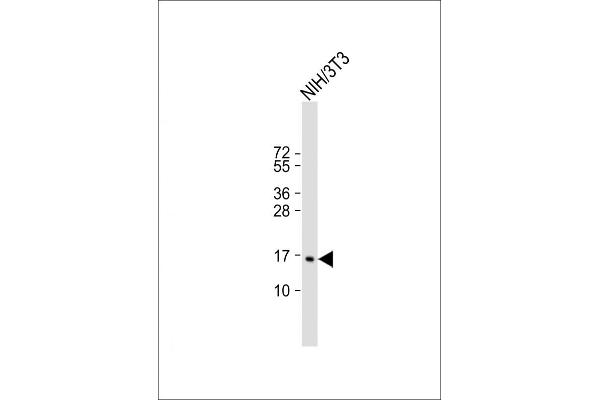 CDKN2C antibody  (C-Term)