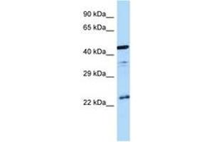 Image no. 1 for anti-Arginine Vasopressin Receptor 1B (AVPR1B) (C-Term) antibody (ABIN6747995) (AVPR1B antibody  (C-Term))