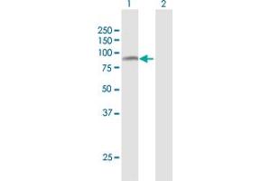 Western Blot analysis of PRMT7 expression in transfected 293T cell line by PRMT7 MaxPab polyclonal antibody.