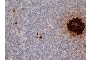 Formalin Fixed, Paraffin Embedded Human pancreas stained with Mouse anti Pig Insulin Antibody Cat. (Insulin antibody)