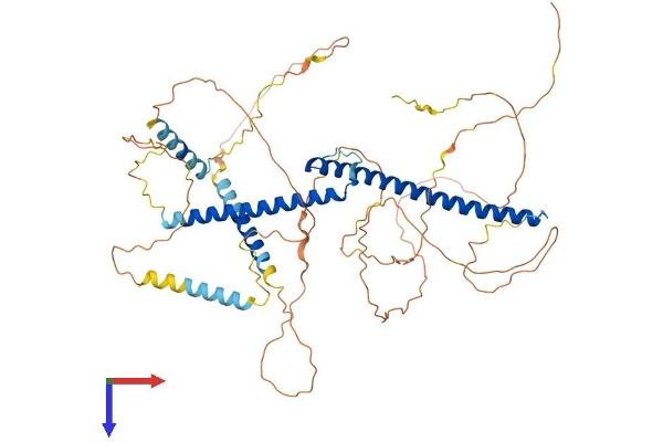TFE3 Protein (AA 1-575) (His tag)