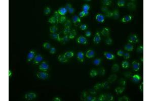 Anti-MAPK11 mouse monoclonal antibody (ABIN2453276) immunofluorescent staining of COS7 cells transiently transfected by pCMV6-ENTRY MAPK11 (RC206583). (MAPK11 antibody)