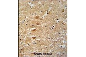 KIF3C Antibody (C-term) (ABIN391675 and ABIN2841586) immunohistochemistry analysis in formalin fixed and paraffin embedded human brain tissue followed by peroxidase conjugation of the secondary antibody and DAB staining. (KIF3C antibody  (C-Term))