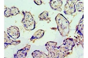 Immunohistochemistry (IHC) image for anti-Tumor Necrosis Factor (Ligand) Superfamily, Member 13b (TNFSF13B) (AA 76-285) antibody (ABIN7173805)