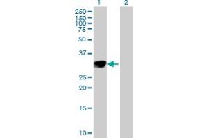 Western Blot analysis of NTF3 expression in transfected 293T cell line by NTF3 MaxPab polyclonal antibody. (Neurotrophin 3 antibody  (AA 1-257))